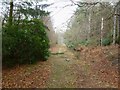 Hethfelton, forestry road in BH20 6NT