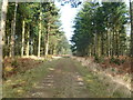 Great Plantation, forestry road in BH20 7PJ