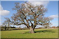 Oak tree in WR6 6YL
