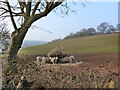 Feeding time in the Talgarth area, near Llanvaches in Llanvaches Community