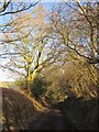 Lane into  the Yarty valley in TA3 7EB