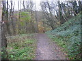 Footpath, Castle Eden Dene in SR8 5QT