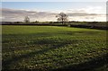 Field near Pretty Oak in TA20 3DQ