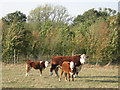 A Hereford bull and two calves in B95 6AA