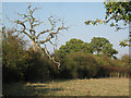 Dead oak in a thicket in B95 6AA