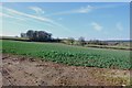 Another view of Three Parish Wood over emerging Rape Crop in B75 5RZ