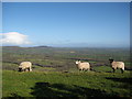 Marshwood Vale and Three Sheep in DT6 5QN