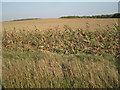 A sown field beyond grass and maize in B95 6AA
