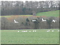 Four swans on final approach in NG12 1EE