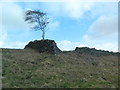 Windswept tree and crumbling drystone wall in CF37 2EQ