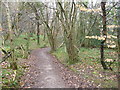Track in woodland near Draethen in NP10 8GB