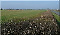 Farmland north of West Hanney in Kingston Bagpuize with Southmoor