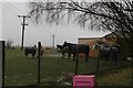 Horses in paddock off Chaintoft Lane in PE11 4HZ