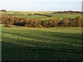 Brassica crop and woodland near Barlborough in S43 4TN