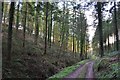 Mid Devon : Track through Coydon Copse in EX16 7RF