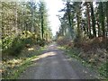 Hethfelton Wood, forestry road in BH20 6HJ