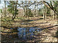Hethfelton Wood, pond in BH20 6AN