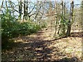 Hethfelton Wood, path in BH20 6AN