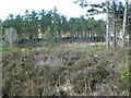 Hethfelton Wood, heathland in BH20 6HS