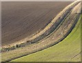 Game strip and newly planted hedge on the Norfolk estate, near Burpham High Barn in Burpham