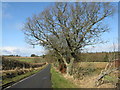 Oak tree on the road to Harburn in EH55 8RQ