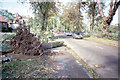 Aftermath of the 1987 "Great Storm" in SE22 0NL