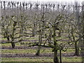 Orchard by Sotherington Farm in GU34 3BY