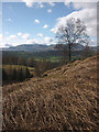 Bracken and birch on the southern flank of Latterbarrow in LA22 0JT