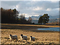 Sheep at Wise Een Tarn in Claife