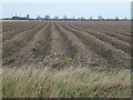 Ridges and furrows east of Coldham in PE14 0LD