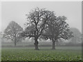 Trees in the Mist in GL13 9PL