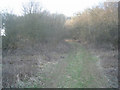 Track to Folly Copse in SP11 6LP