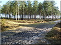 Newton Heath, forestry road junction in BH20 5JJ