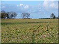 Farmland, Chilton Foliat in RG17 0TW