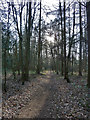 Footpath through Haresgarden Wood in HP23 6PE