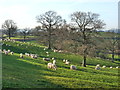 Sheep may safely graze - at Granary Farm in NP44 2DE