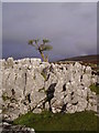 Limestone Outcrop, Leck Fell in Leck