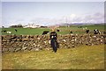 The fields at High Ardwell, May 1992 in DG9 0QQ