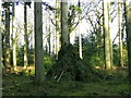 Bivouac, Godshill Inclosure in SP6 2AX