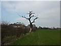 Dead tree in field at Woodford in SK7 1PQ
