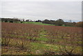 Footpath through fruit bushes in CT3 1UR