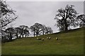 South Somerset : Sheep on the Hillside in BA22 9DE