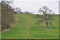 South Somerset : Grassy Field & Trees in BA22 8TZ