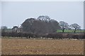 South Somerset : Ploughed Field in BA22 8TD