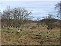 Scrub on hillside at Wardend in DD8 5JB
