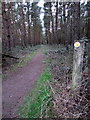Footpath to Whaddon through the woods in MK4 4SY