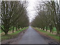 Trees line Lodge Road in CM3 8BT