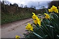 West Somerset : Daffodils on the Roadside in TA4 2DP