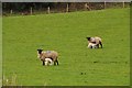 West Somerset : Sheep Grazing in TA4 2DP