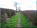 Hedgerow-lined Path near Elmton Park Farm in S44 6AU
